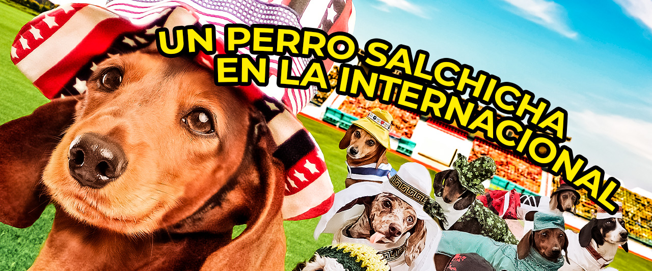 Un Perro Salchicha En Las Internacionales