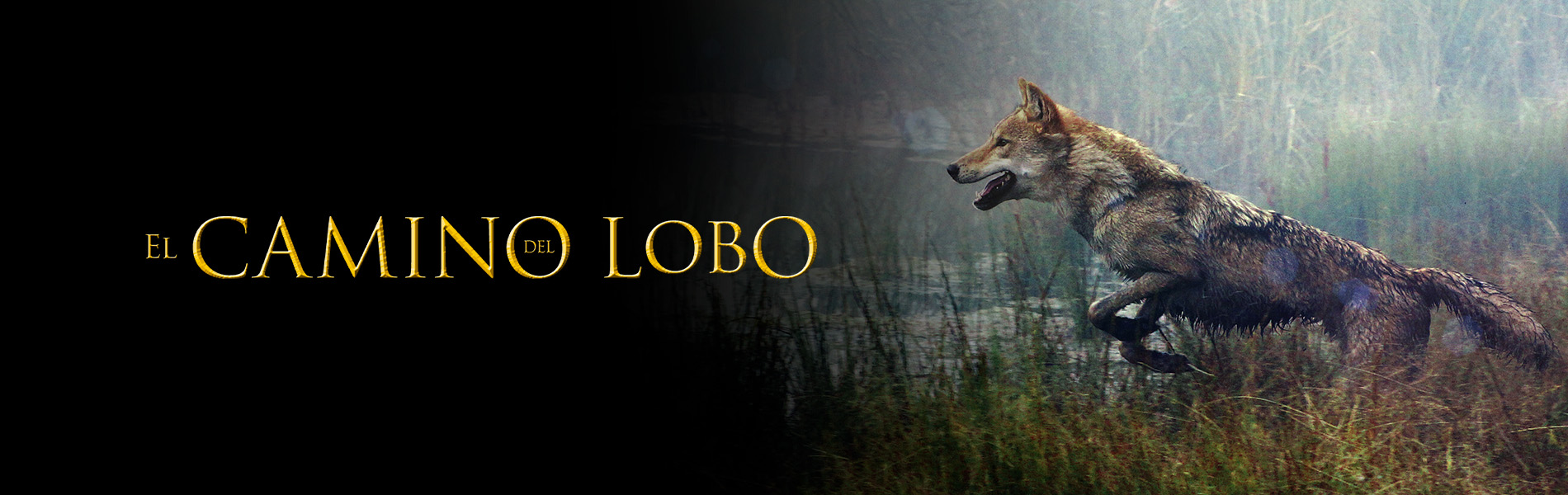 EL CAMINO DEL LOBO